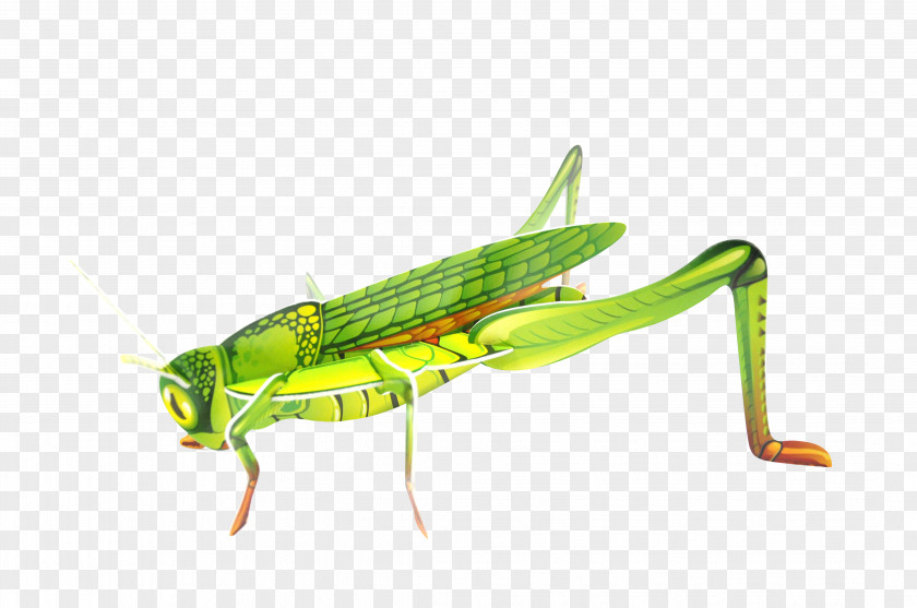 Ets BellierGrasshopper Grasshopper Locust Insect Sauterelle Le Géant De La Fête PNG