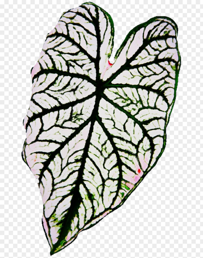 Herbaceous Plant Flower Leaf Clip Art PNG