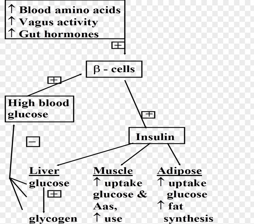 Hormone Secretion Adipose Tissue Insulin Biochemistry Glycogen Glucose PNG