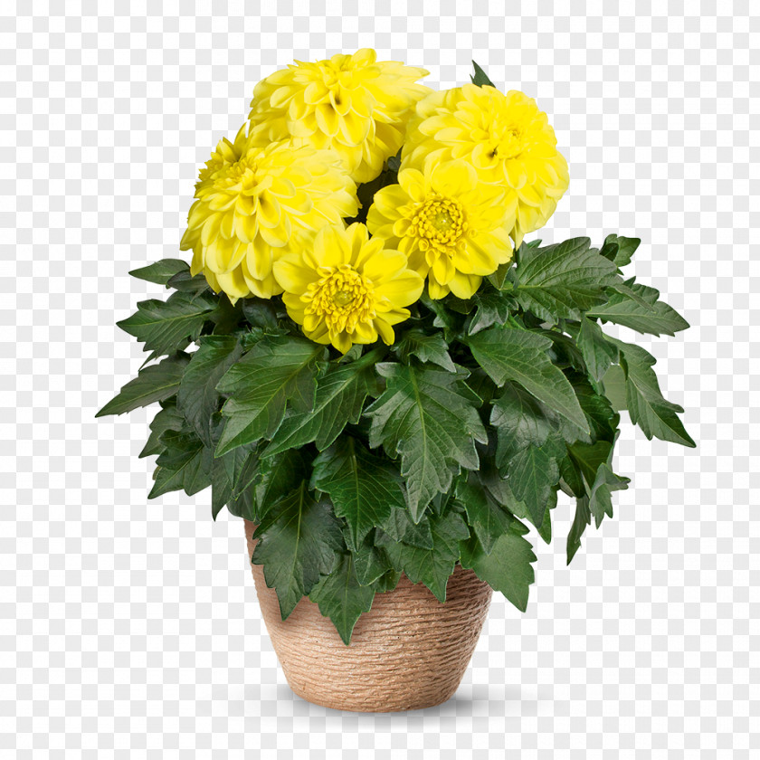 Pelargonium 농업회사법인 (주)나라원예 Chrysanthemum Dahlia Cut Flowers Flowerpot PNG