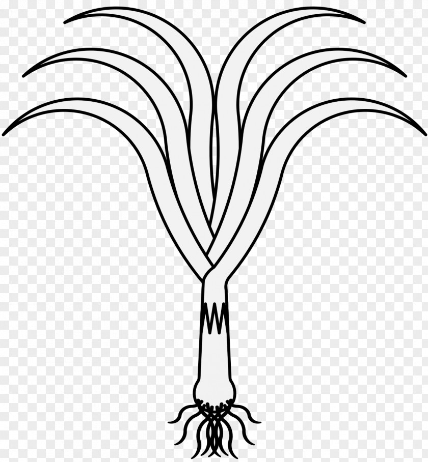 Vegetable Coloring Book Black And White Leek Clip Art PNG