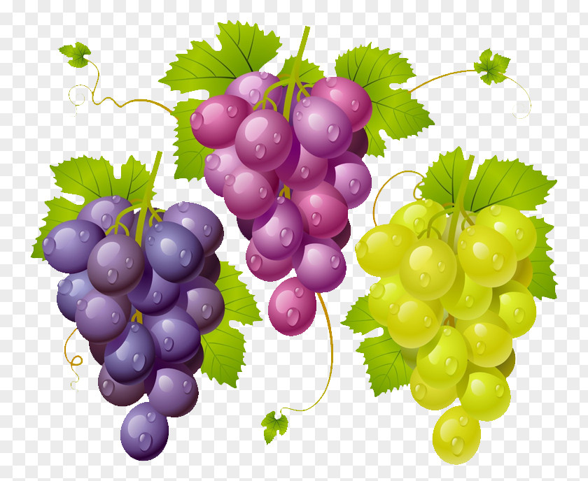 Wine Common Grape Vine Vector Graphics PNG