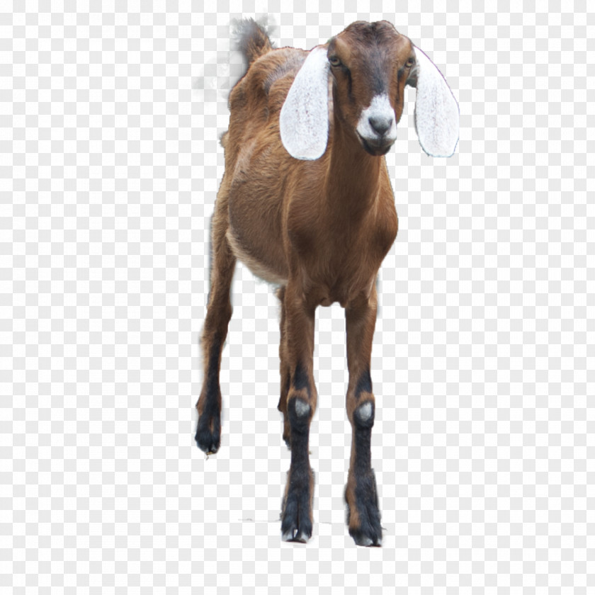 Goat Sheep PNG