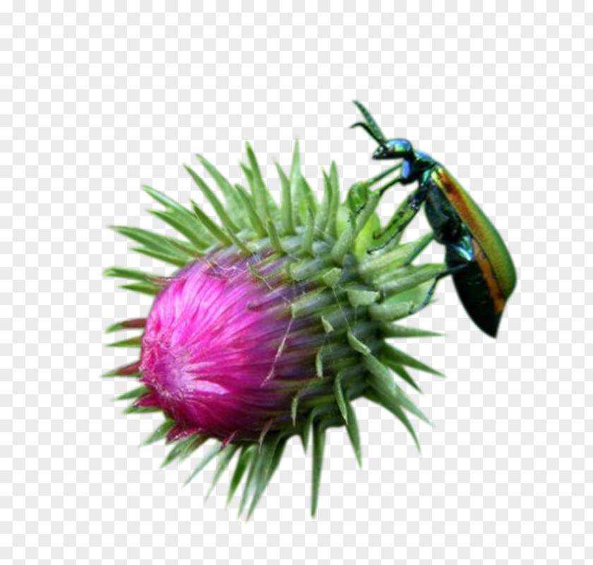 Milk Thistle Grass Buds And Insect Picture Material PNG