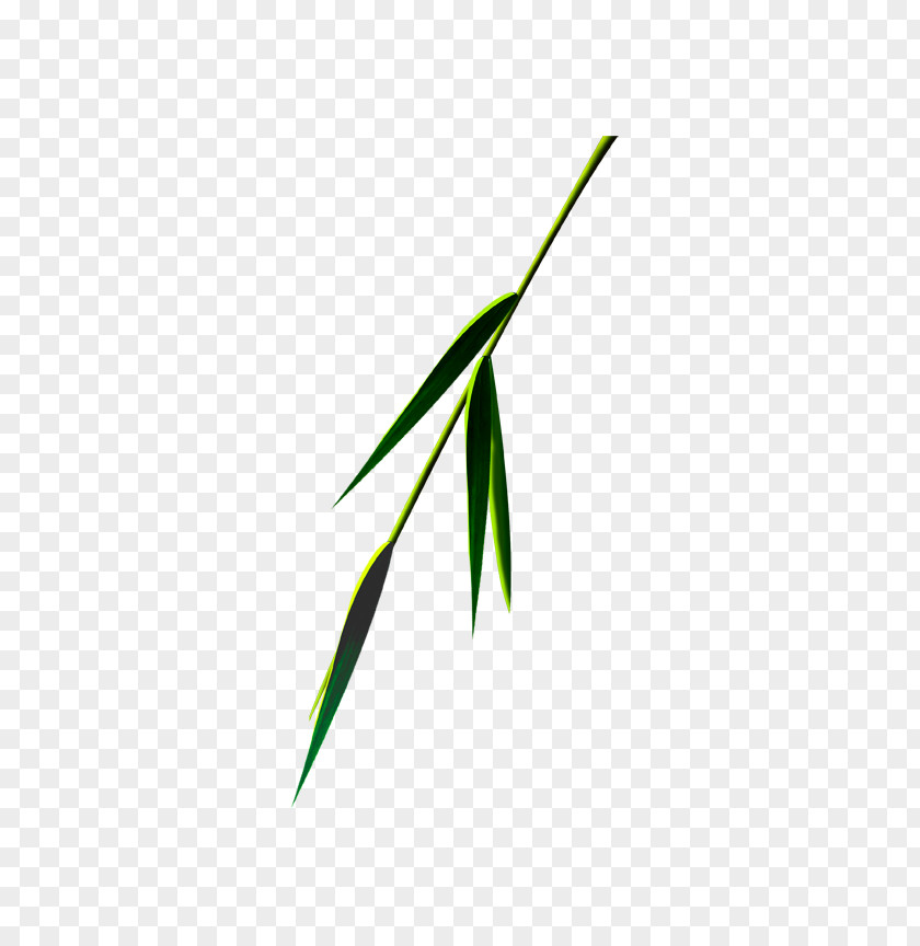 Bamboo Green Leaf Angle Font PNG