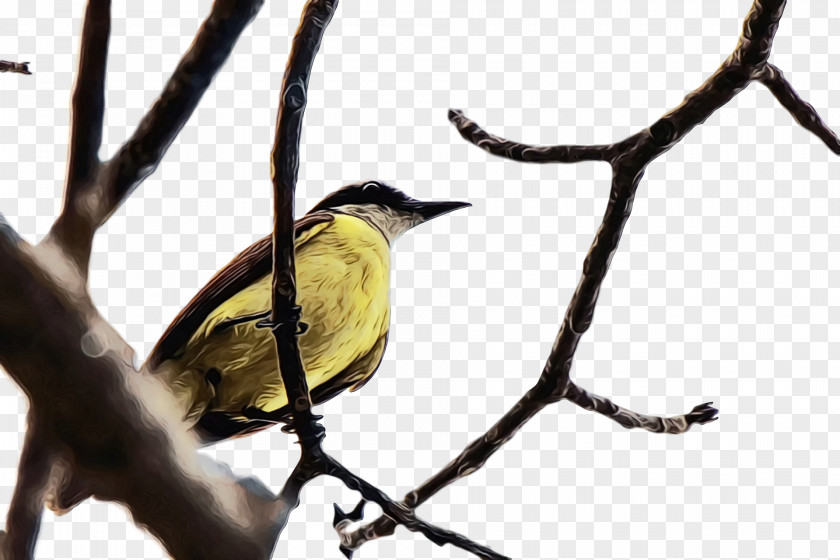 Birds Finches Beak Twig Tree PNG