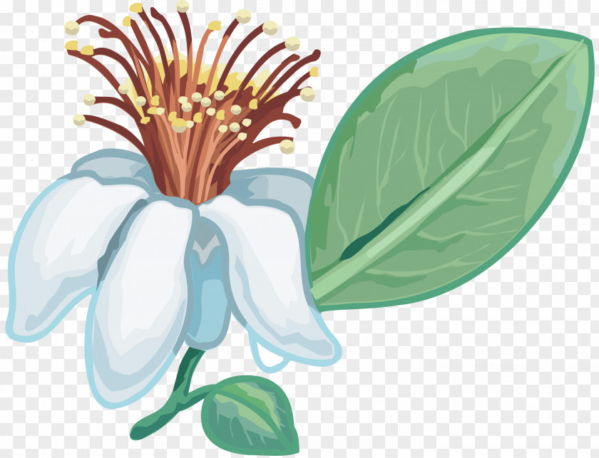 Blush Floral Flower Petal Clip Art PNG