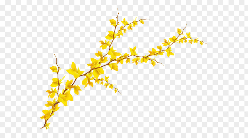 Forsythia PNG