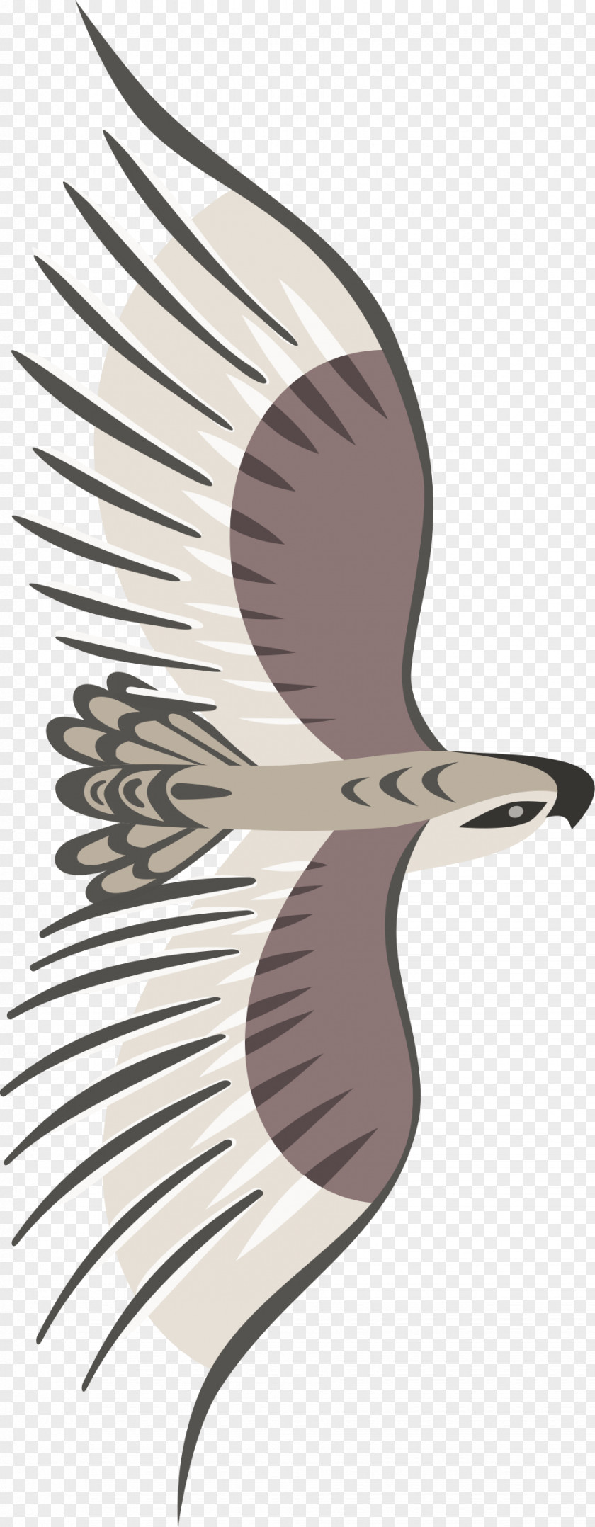 Golden Eagle Bird Bald Clip Art PNG