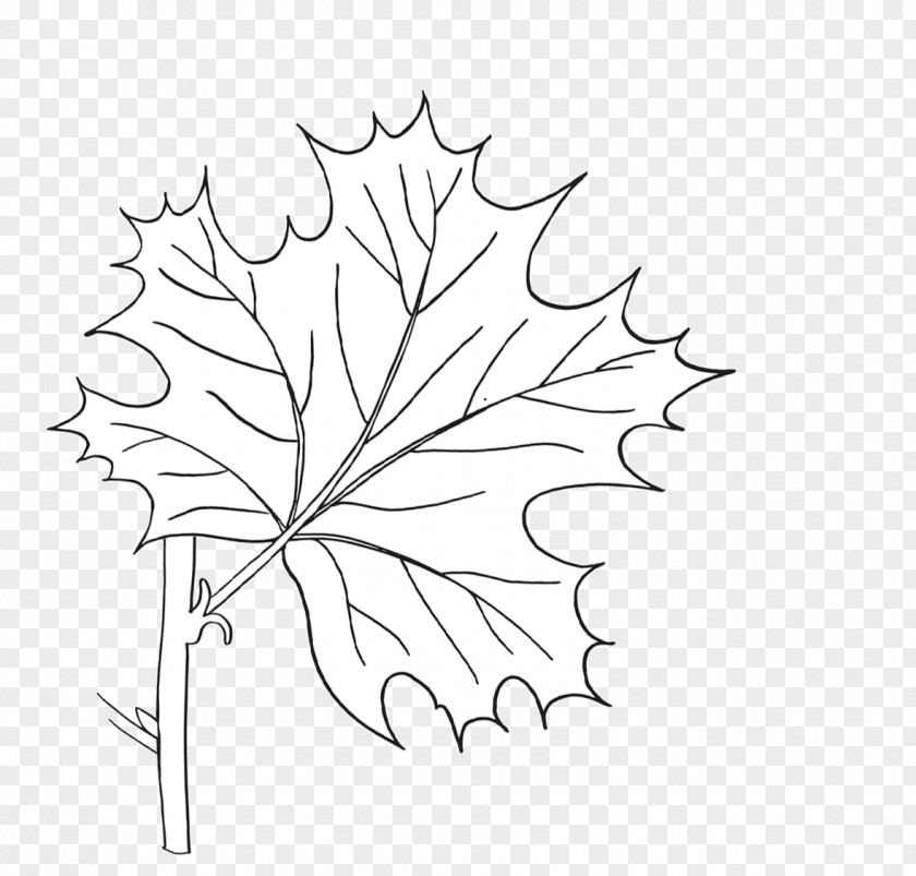 Leaf Twig Maple Drawing Floral Design Clip Art PNG