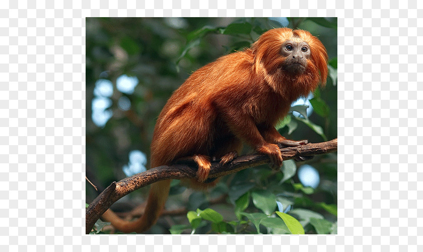 Monkey Macaque Golden Lion Tamarin New World Monkeys Primate PNG