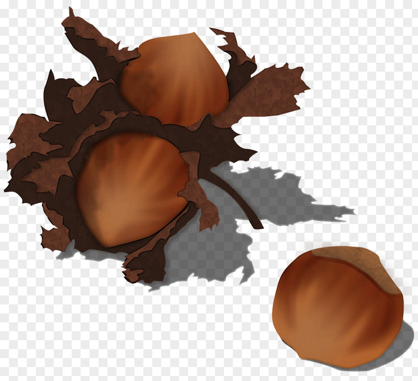 Acorn Clip Art Image Hazelnut PNG