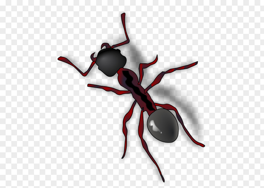 Ant The And Grasshopper Clip Art PNG