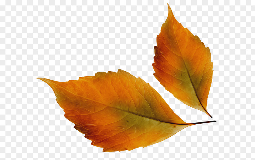 Autumn Leaf Color Adult Storytime Image PNG