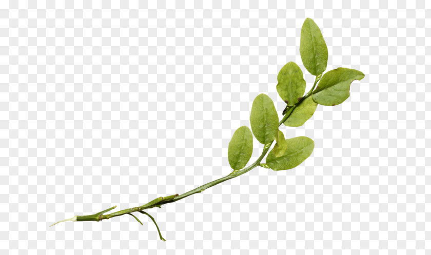 Leaf Twig Plant Stem Herb PNG