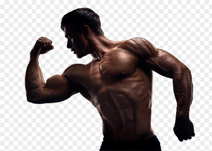 Muscle Bodybuilding Physical Fitness Arm PNG