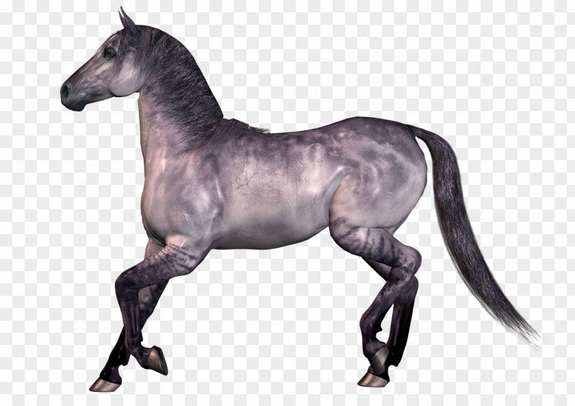 Mustang Horse Stallion Pack Animal PNG