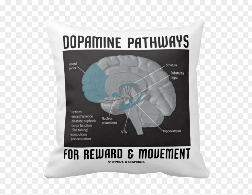 Brain Human Dopamine Neuroanatomy Limbic System PNG