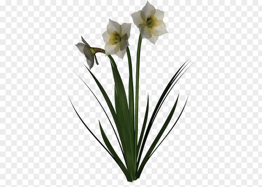 Cut Flowers Wild Daffodil Jonquille Hyacinth PNG