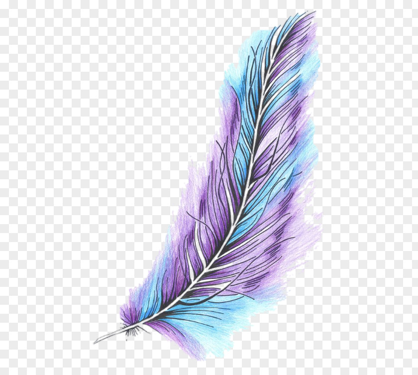Feather Bird Color Quill Owl PNG