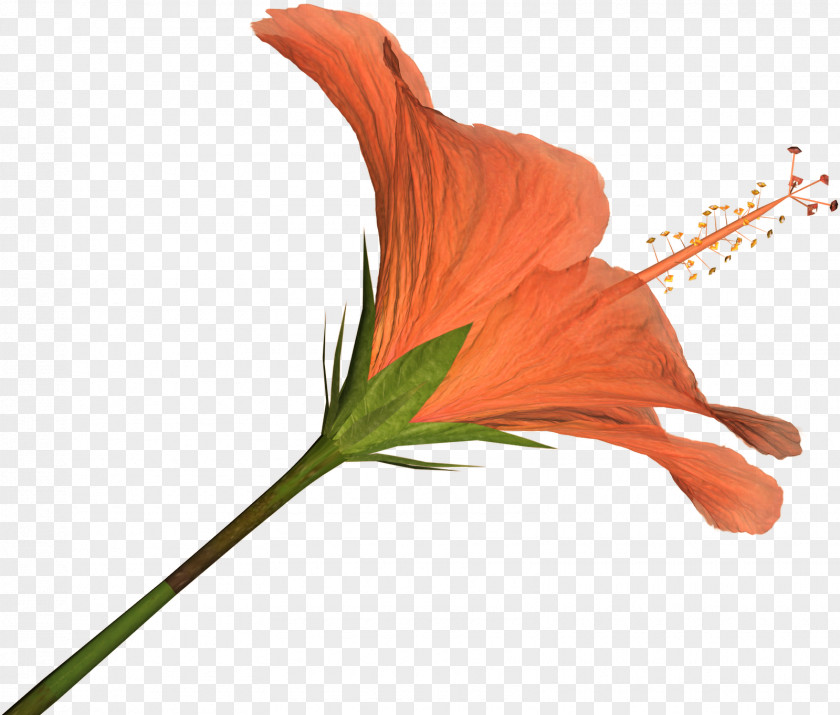 Hibiscus Flower Clip Art PNG