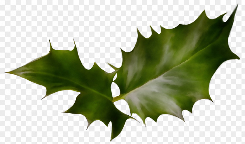 Holly PNG