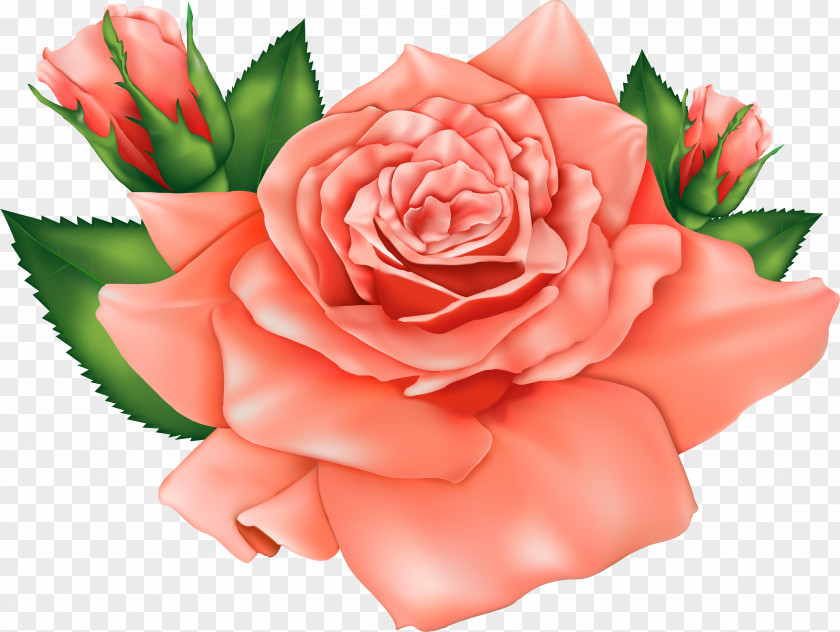 Rose Clip Art Image Illustration PNG