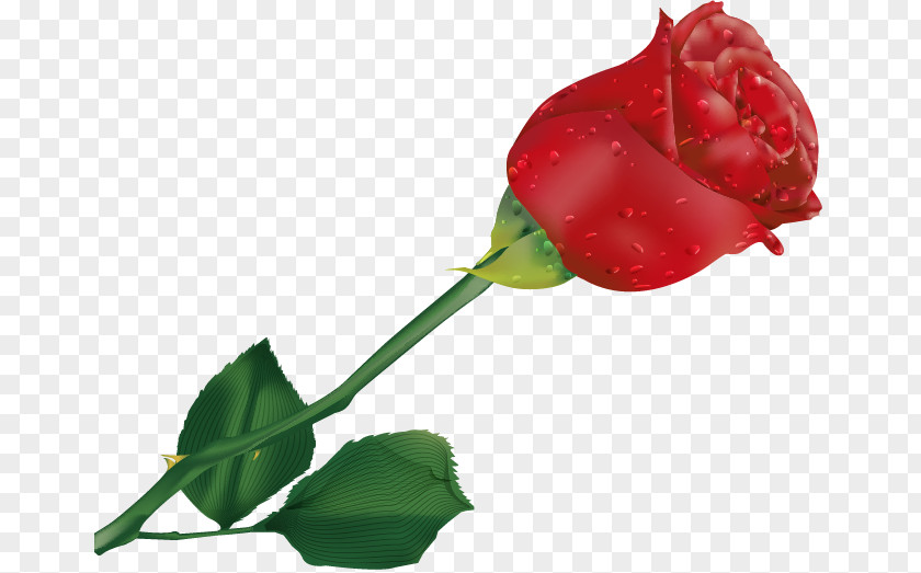 Rose Title Agency LLC Red Clip Art PNG