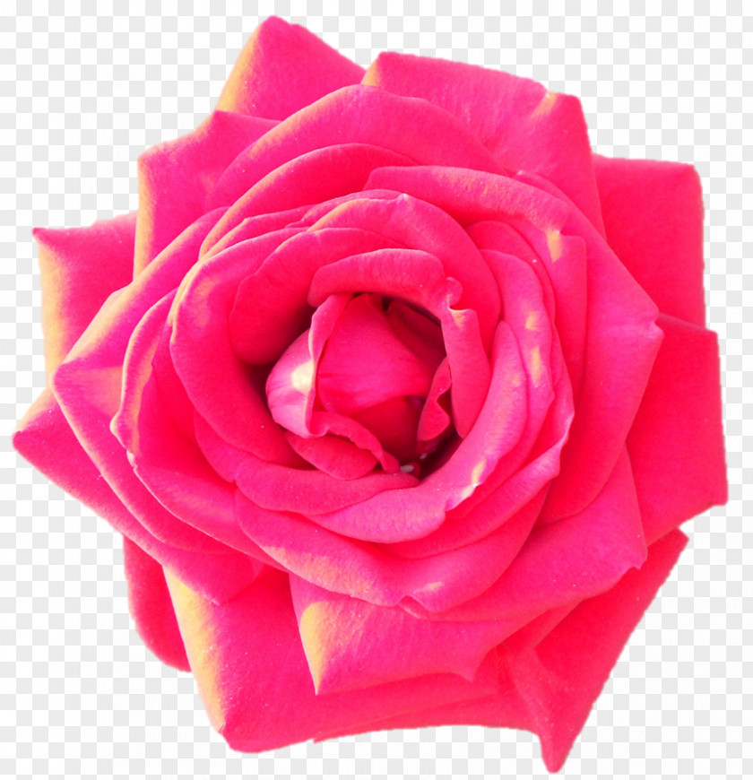 Sri Sarada Devi Textiles Garden Roses Cabbage Rose Floribunda Cut Flowers Petal PNG