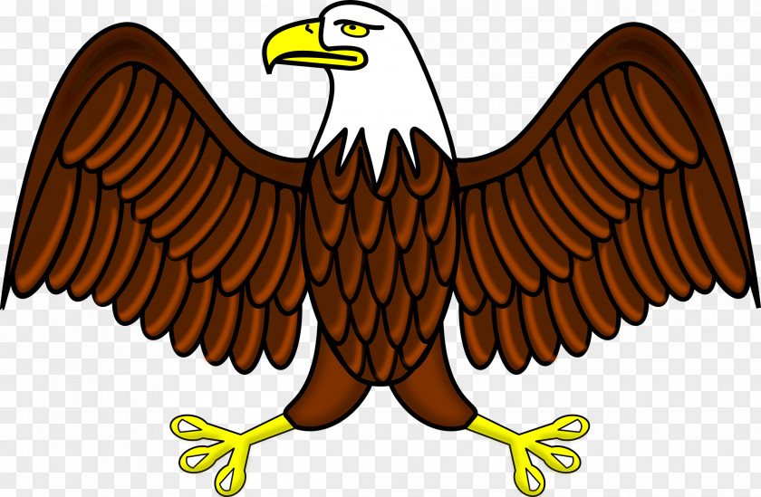 Turkey Bird Bald Eagle Clip Art PNG