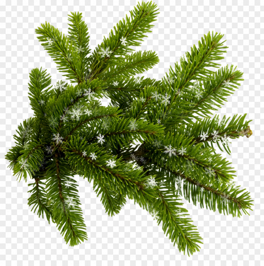 Twigs Blue Spruce Conifers New Year Tree Clip Art PNG