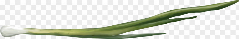 500 Onion Vegetable Clip Art PNG