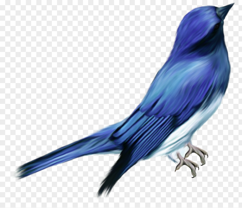 Ave Clip Art Bird Image Desktop Wallpaper PNG