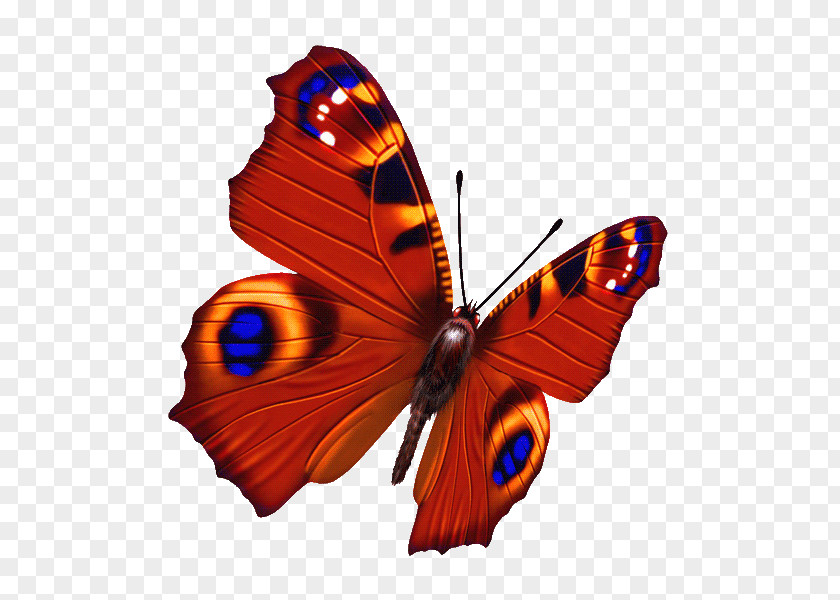 Cartoon Butterfly Photography PNG