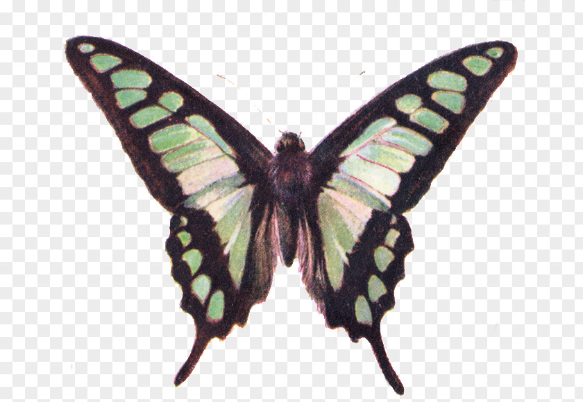 Jade Cliparts Butterfly Free Content Clip Art PNG