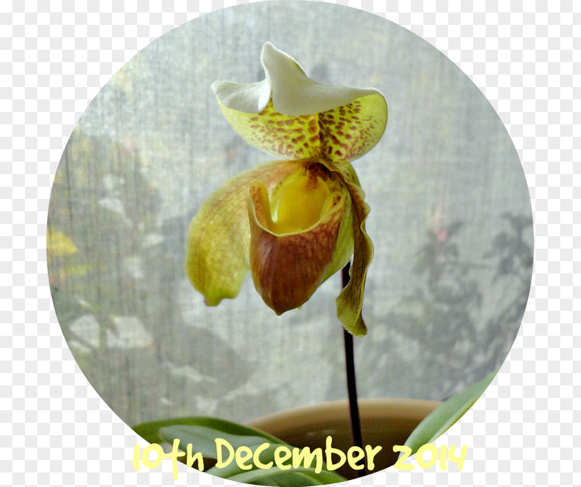 Moth Orchids PNG