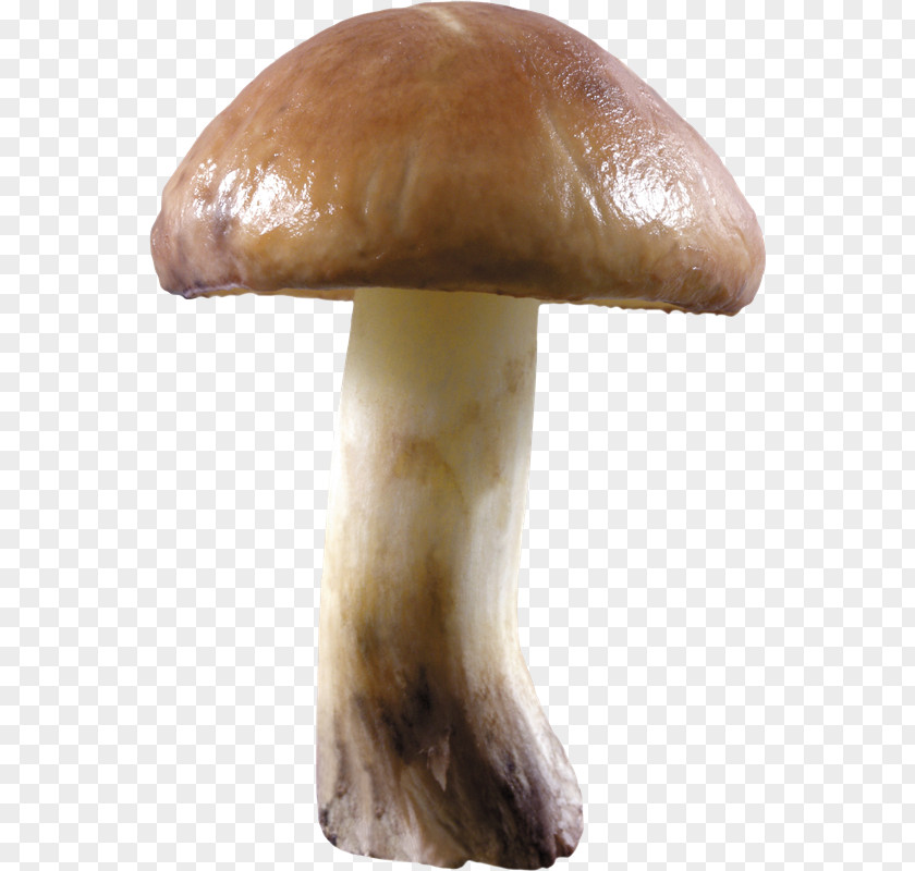 Mushroom Edible Desktop Wallpaper PNG