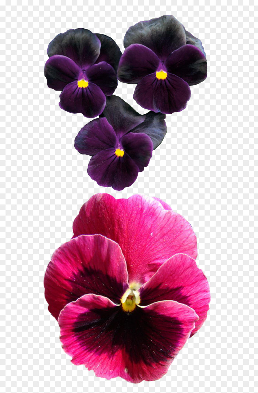 Pansy Flower Violet Drawing PNG