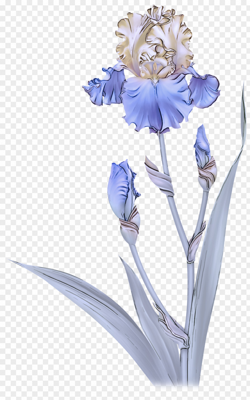 Scilla Petal Flowering Plant Flower Cut Flowers Iris PNG