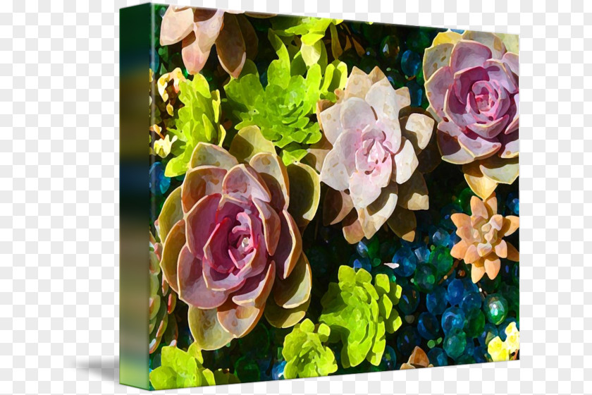 Succulent Border Cut Flowers Floristry Floral Design Rosaceae PNG