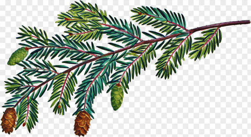 Tree Columbian Spruce Shortleaf Black Yellow Fir Oregon Pine PNG