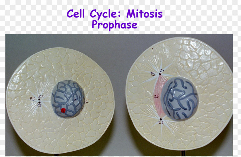 Unlabeled Microscope Diagram Prophase Telophase Mitosis Cell Interphase PNG