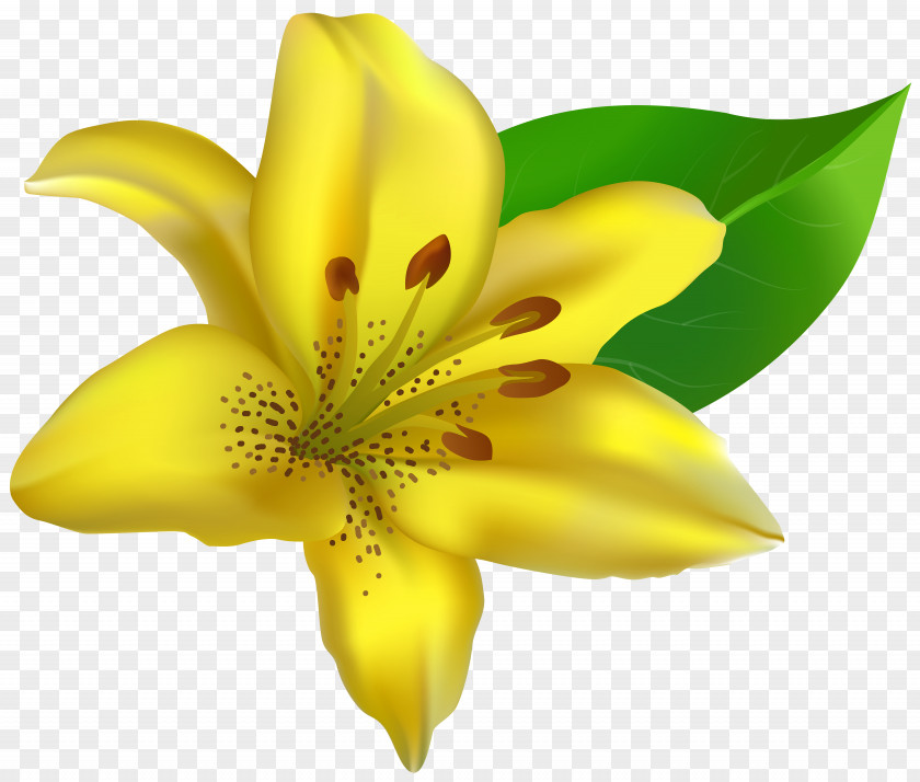 Yellow Lilium Transparent Clip Art Image PNG