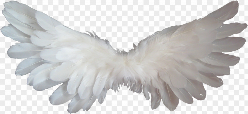 Angel Wings Heaven Clip Art PNG