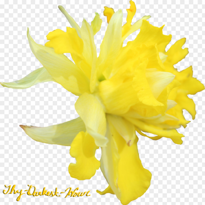 Daffodil Flower Tagetes Lucida Clip Art PNG