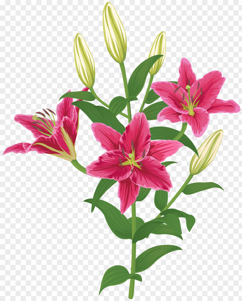 Flower Lily 'Stargazer' Madonna Clip Art PNG