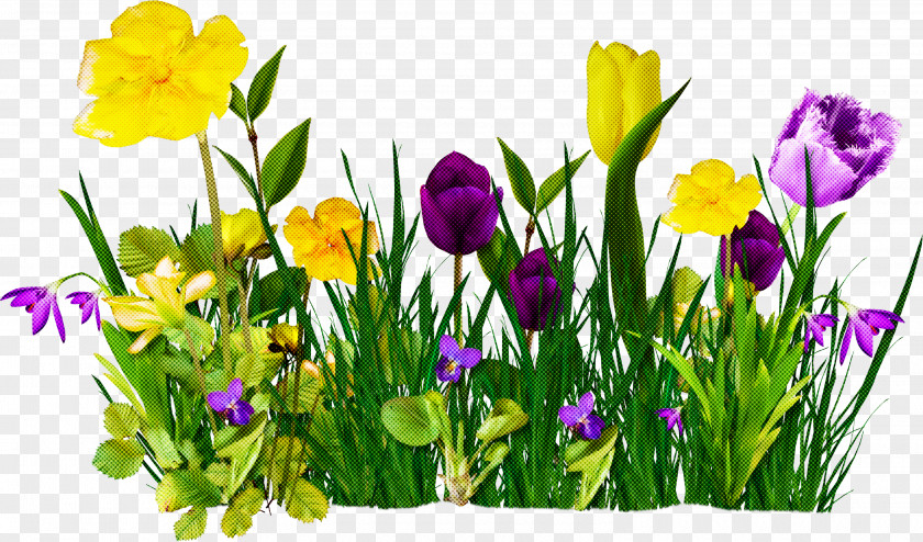 Flower Plant Yellow Spring Petal PNG