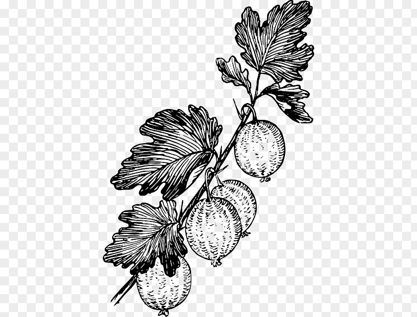 Fruit Plant Grape Gooseberry Drawing Clip Art PNG