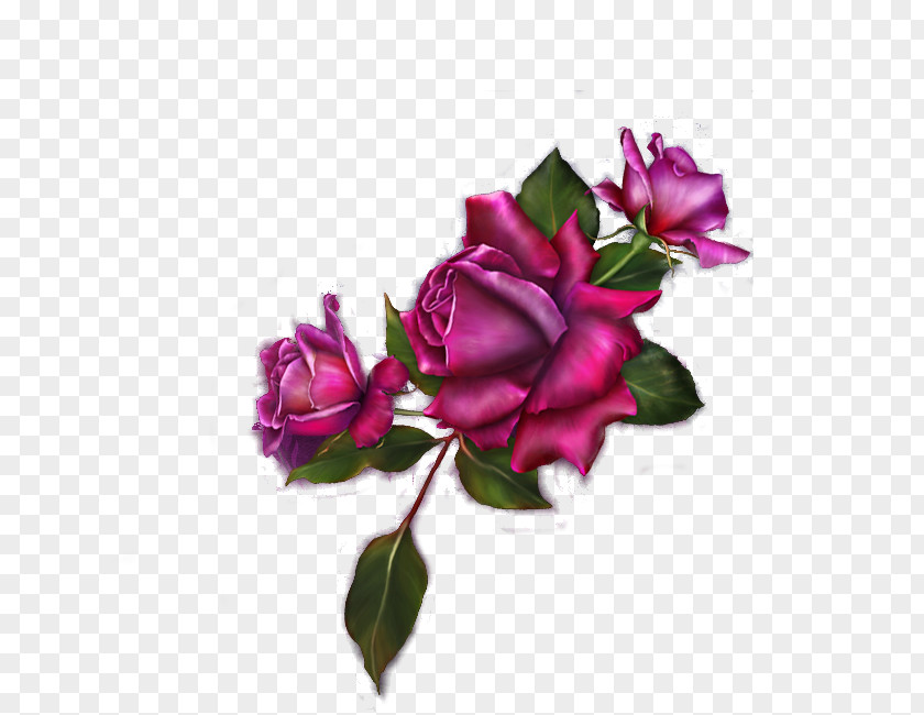 Hybrid Tea Rose Bouquet Pink Flower Cartoon PNG