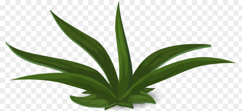 Perennial Plant Succulent Aloe Vera Leaf PNG